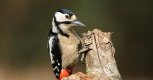 Vroege voorjaarsvogels in Voornes Duin Vroege voorjaarsvogels in Voornes Duin | Foto geüpload door gebruiker Natuurmonumenten.