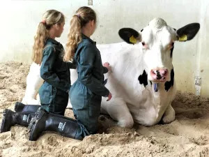 Kroelkoeien (koe knuffelen) in Vierlingsbeek Fotograaf: Sharonna