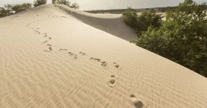 Genieten op hoogte in de Loonse en Drunense Duinen (Bosch en Duin) Genieten op hoogte in de Loonse en Drunense Duinen (Bosch en Duin) | Foto geüpload door gebruiker Natuurmonumenten.