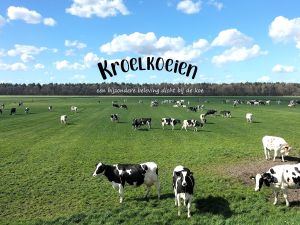 Kroelkoeien (koe knuffelen) in Vierlingsbeek