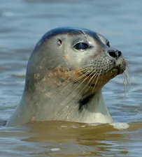 Zeehonden safari Zierikzee fotograaf 