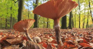 Ontdek de herfst op Gooilust in 's-Graveland | Foto geüpload door gebruiker Natuurmonumenten.