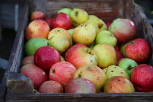 Tussen appel en kits: Fruitdeterminatiedag Foto: Limburgs Landschap Gouda | Foto geüpload door gebruiker.