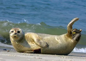 Zeehonden safari vanuit Sint- Anneland fotograaf 