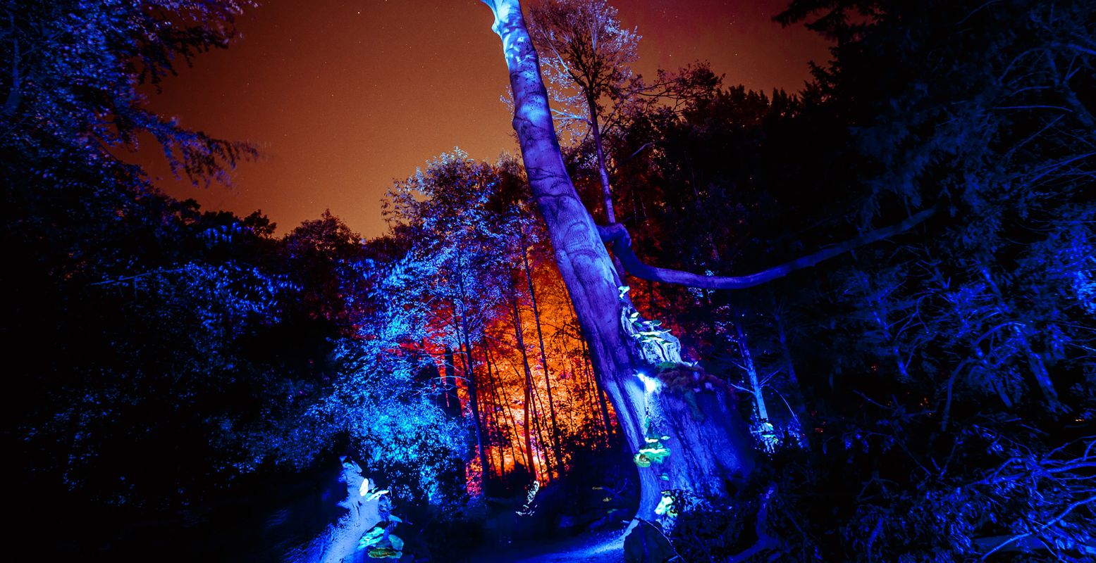 Tijdens De Grote Schijn lijkt het Kralingse Bos zo weggelopen uit een sprookje. Foto: Wovelty Photography