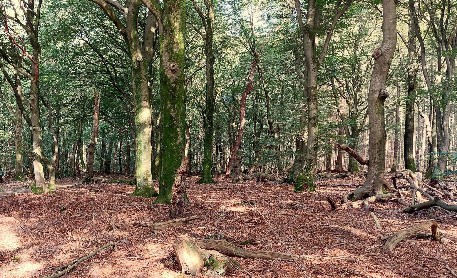 Wandel door de prachtige bossen rondom Garderen, zoals het Speulderbos. Foto: DagjeWeg.NL © Henk Arendse