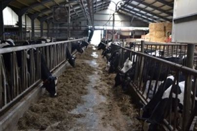 Alstublieft Hervat zwaarlijvigheid Knuffelen met koeien op boerderij Breehees Goirle Brabant | DagjeWeg.NL