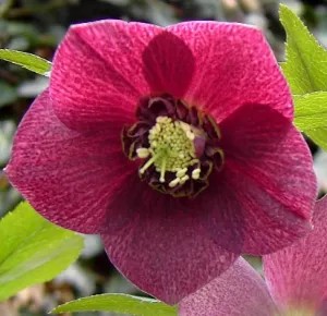 Helleborus. Foto: Wies Voesten 