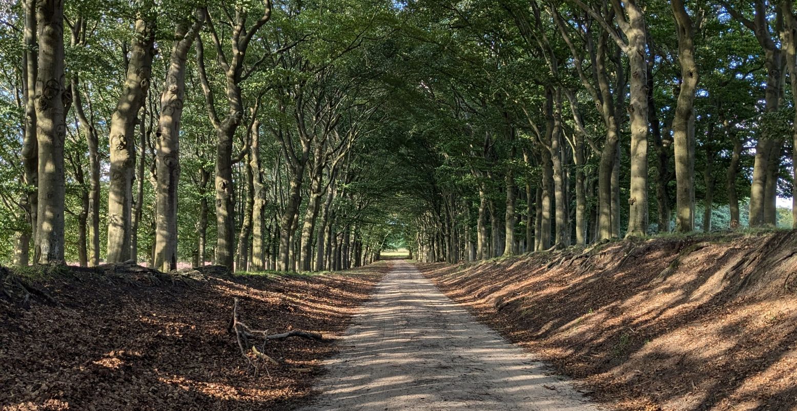 De door de bladeren schijnende zon zorgt voor een bijzonder lichtspel op de wandelpaden. Foto: Jan-Willem van Ree