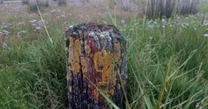 Strandpalenwandeling Schiermonnikoog | Foto geüpload door gebruiker Natuurmonumenten.