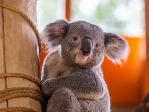 Spot de enige koala's in Nederland! Foto: Ouwehands Dierenpark