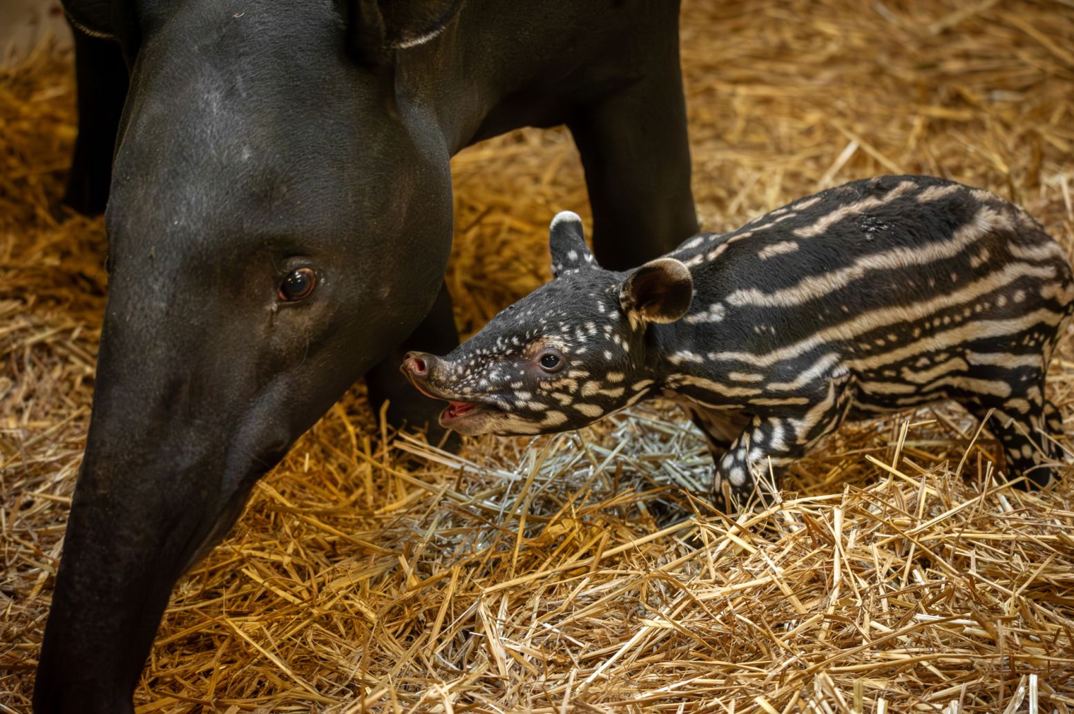 De pasgeboren tapir. Foto: Jonas Verhulst