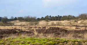 Wandeling over de heuveltoppen van de Loonse en Drunense Duinen Wandeling over de heuveltoppen van de Loonse en Drunense Duinen | Foto geüpload door gebruiker Natuurmonumenten.