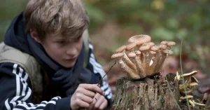 OERRR op zoek naar paddenstoelen in Oisterwijk (8 t/m 12 jaar) OERRR op zoek naar paddenstoelen in Oisterwijk (8 t/m 12 jaar) | Foto geüpload door gebruiker Natuurmonumenten.