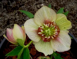 Helleborus. Foto: Wies Voesten 