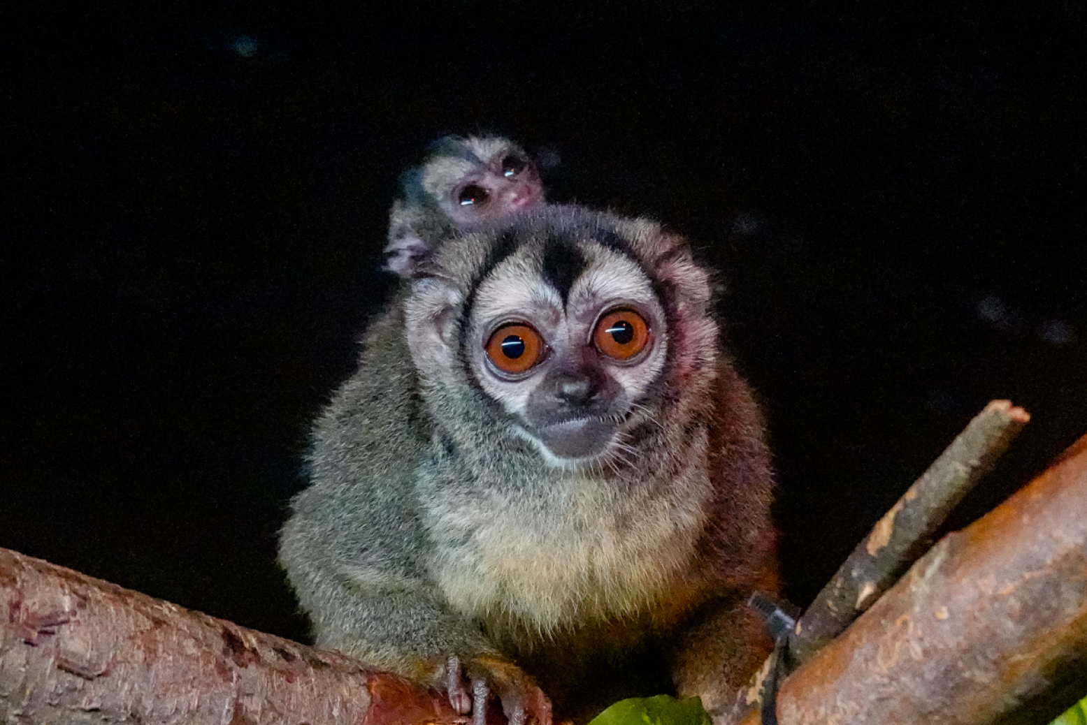 Het kersverse doeroecoeli jong op de rug bij papa. Foto: Dierenpark Amersfoort