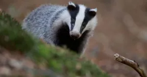 De bewoners van het Noordlaarderbos | Foto geüpload door gebruiker Natuurmonumenten.