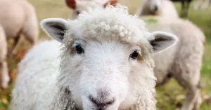 Lammetjesfeest op de Sprengenberg | Foto geüpload door gebruiker Natuurmonumenten.