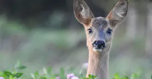 Op zoek naar de Ree Op zoek naar de Ree | Foto geüpload door gebruiker Natuurmonumenten.