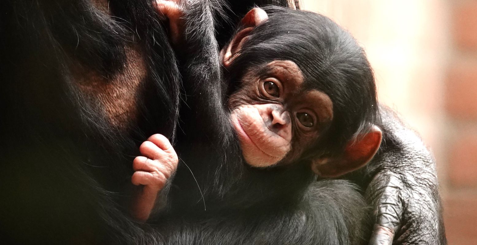 Lijken ze niet sprekend op mensen?! Foto: Dierenpark Amersfoort