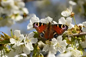 Ontdek het leven van vlinders en planten op de Groote Heide Foto: Limburgs Landschap Gouda | Foto geüpload door gebruiker limburgslandschap