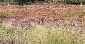 Klimaat, stikstof en natuur Klimaat, stikstof en natuur | Foto geüpload door gebruiker Natuurmonumenten.