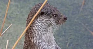 Otterzoektocht op de Nieuwkoopse Plassen Otterzoektocht op de Nieuwkoopse Plassen | Foto geüpload door gebruiker Natuurmonumenten.