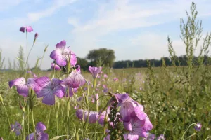 Foto: Limburgs Landschap Gouda | Foto geüpload door gebruiker limburgslandschap