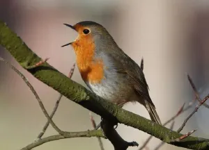 Elke vogel zingt zijn lied Foto: Groen Hart Leudal