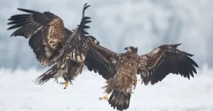 Op zoek naar roofvogels op Tiengemeten | Foto geüpload door gebruiker Natuurmonumenten.