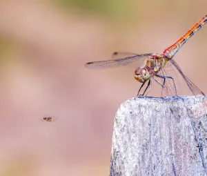 Expositie ‘Foto’s uit de natuur’ Foto geüpload door gebruiker Geldersch Landschap en Kasteelen