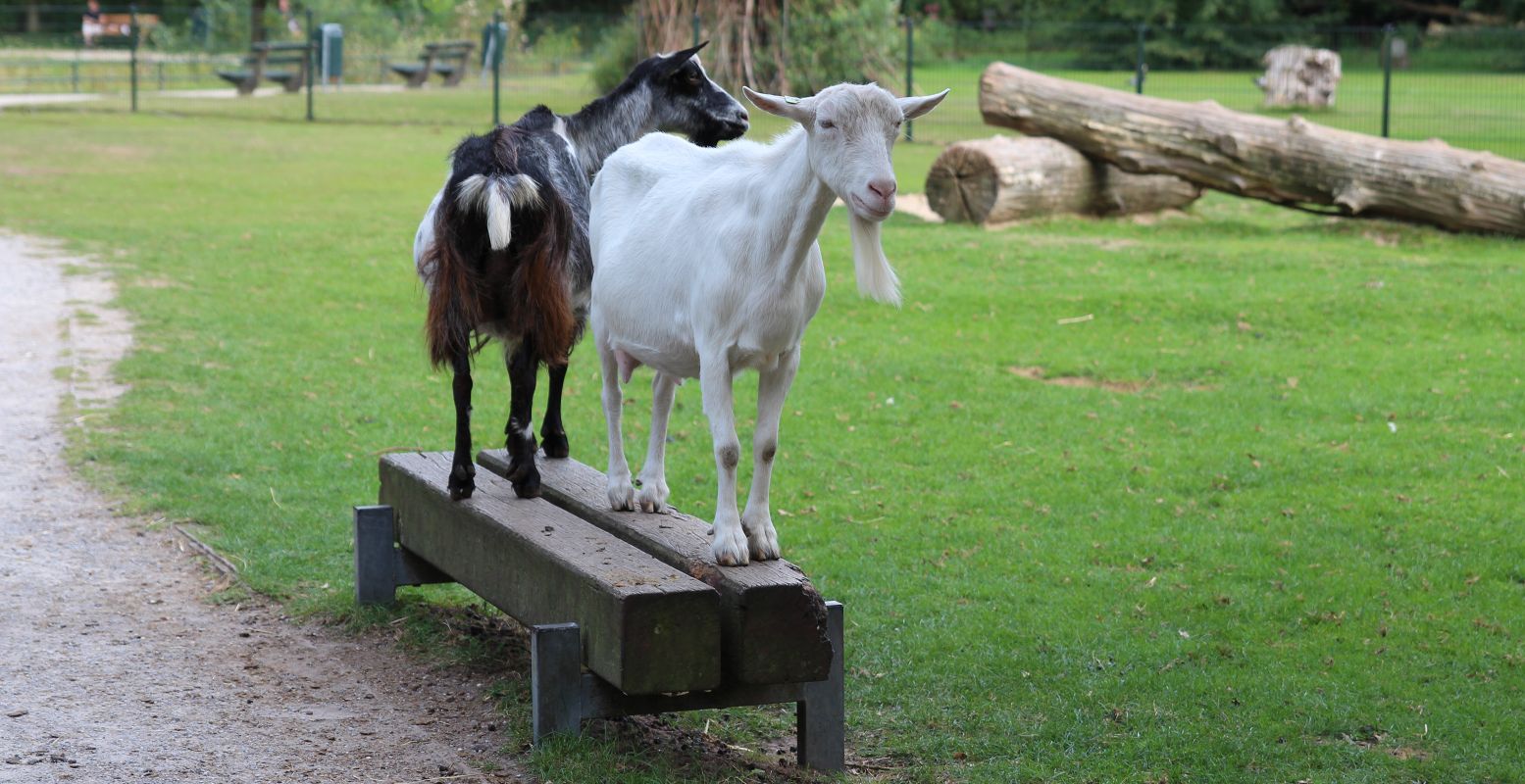 Een kinderboerderij is altijd een feestje voor peuters en kleuters. Allemaal schattige dieren en vaak is er ook een speeltuin bij. Foto: DagjeWeg.NL © Coby Boschma