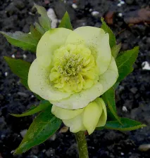 Helleborus. Foto: Wies Voesten 