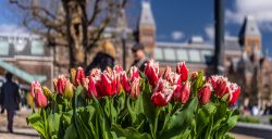 Amsterdam vol bloeiende tulpen