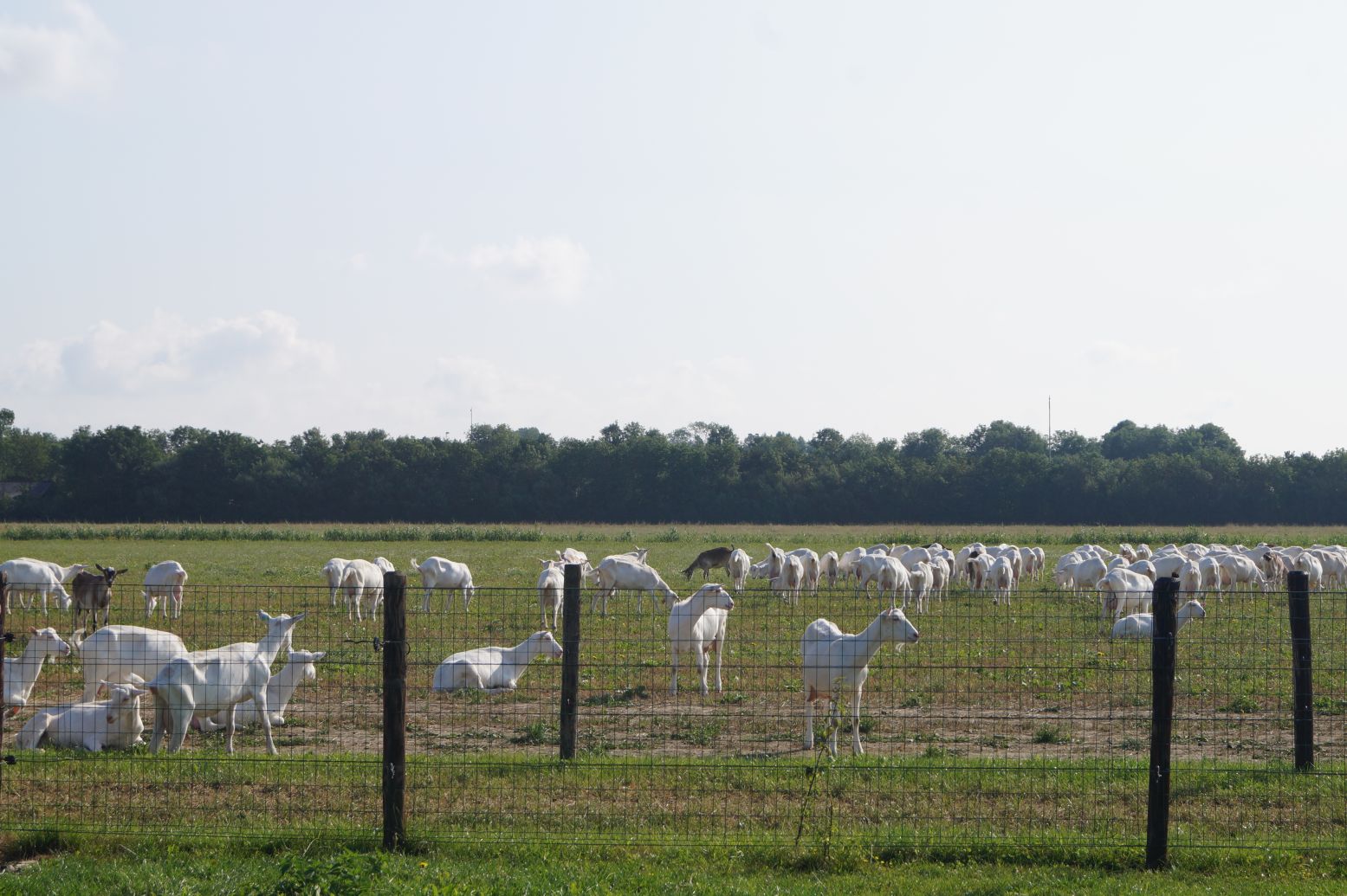 Bij de Mekkerstee mag je geitjes voeren, aaien en producten gemaakt met geitenmelk proeven. Foto: Dagjeweg