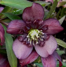 Helleborusdagen in de Noordoostpolder Helleborus. Foto: Wies Voesten