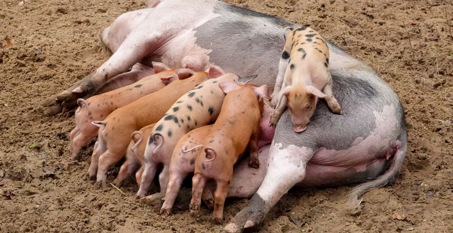 Een hele geboortegolf op het Boerenerf van Dierenpark Amersfoort. Foto: Dierenpark Amersfoort