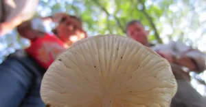 Ontdek de herfst op Boekesteyn in 's-Graveland | Foto geüpload door gebruiker Natuurmonumenten.