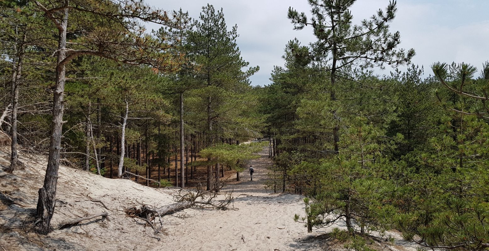 Fan van hiken? Dan zijn de Schoorlse Duinen dé place to be: de breedste en hoogste duinen van Nederland. Foto: DagjeWeg.NL @ Tonny van Oosten