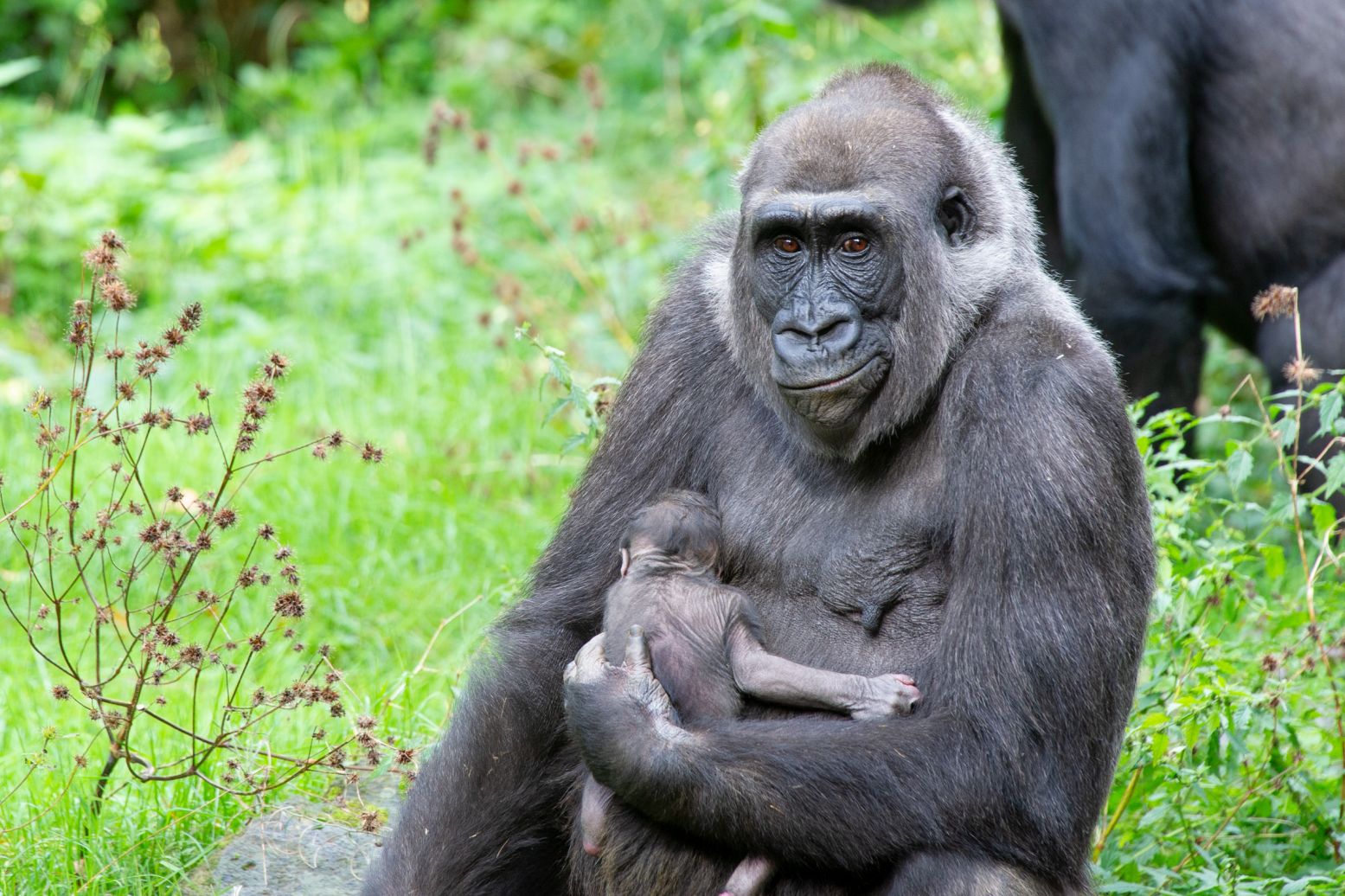 De nieuwe gorilla-aanwinst in Apenheul. Foto: Apenheul