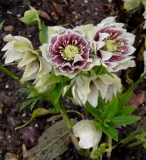 Helleborus. Foto: Wies Voesten 