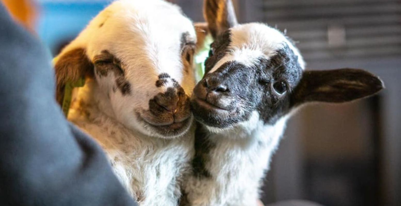 Overal waar je kijkt lieve lammetjes. Foto: geüpload door gebruiker Natuurmonumenten.