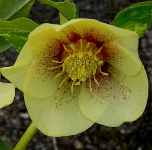 Helleborus. Foto: Wies Voesten 