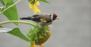 Vogels kijken in de zomer vanaf Belevenisboerderij Schieveen bij Rotterdam Vogels kijken in de zomer vanaf Belevenisboerderij Schieveen bij Rotterdam | Foto geüpload door gebruiker Natuurmonumenten.