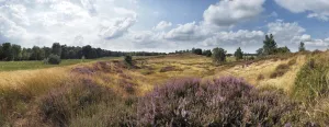 Ontdek de geschiedenis van De Maasduinen Foto: Limburgs Landschap Gouda | Foto geüpload door gebruiker.