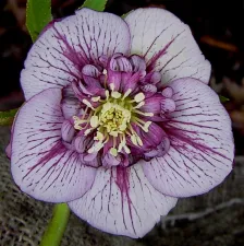 Helleborusdagen in de Noordoostpolder Helleborus. Foto: Wies Voesten