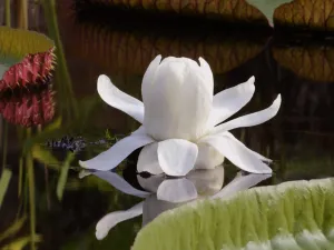 Ontdek de reuzenwaterlelie met de grootste bloem ter wereld. Foto: Hortus Botanicus Leiden © Jan Meijvogel