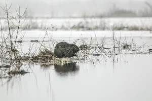 De bever, landschapsarchitect en sloper Foto: Wikipedia