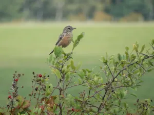 April doet wat hij wil op de Groote Heide in Venlo Foto: Limburgs Landschap Gouda | Foto geüpload door gebruiker limburgslandschap