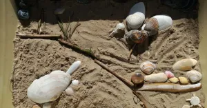 Stripverhaal van schelpen bij Het Baken Schiermonnikoog | Foto geüpload door gebruiker Natuurmonumenten.